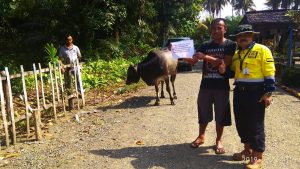 Bumanik : Distributing Meat on Eid Al-Adha 2019