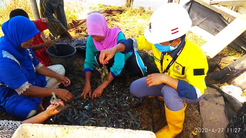 Shrimp Farming Harvesting